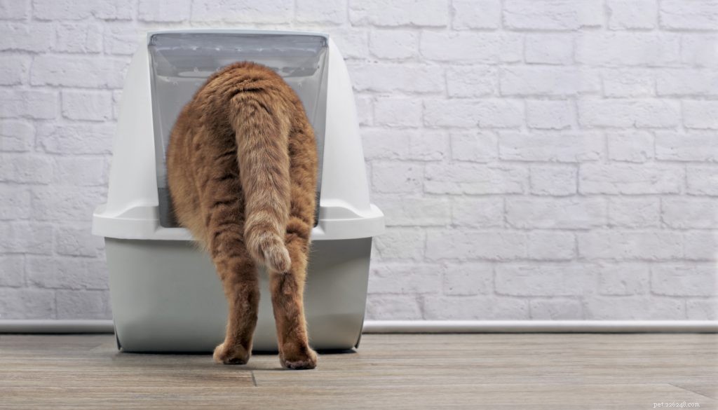 Essential Litter Box Placement: Avoid Common Owner Mistakes