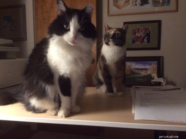 Capturing Attention: How Cats Use Behavior to Win Your Focus