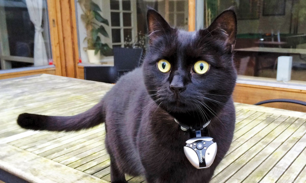 Decoding Cat Communication: Mastering Your Feline’s Language