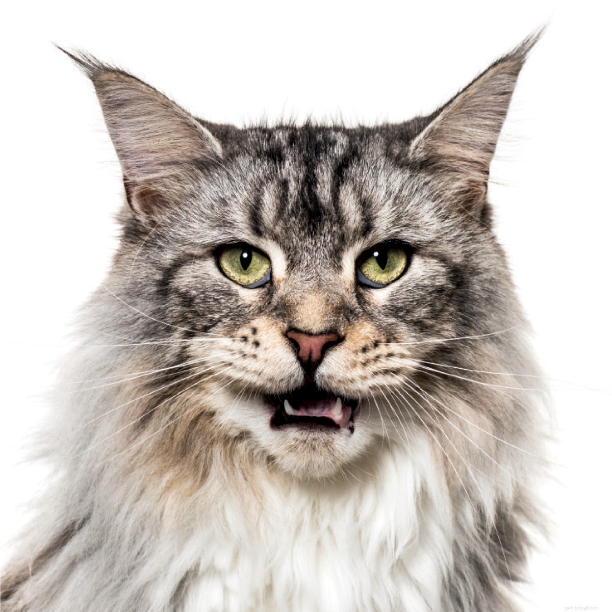 Decoding Cat Communication: Mastering Your Feline’s Language