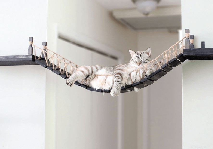 9 Proven Strategies to Enrich Your Cat’s Living Space