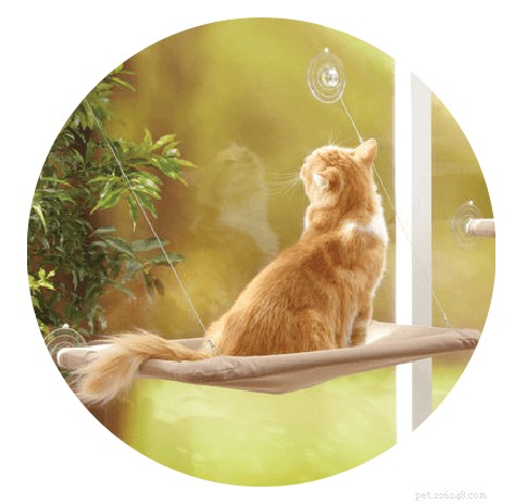 9 Proven Strategies to Enrich Your Cat’s Living Space