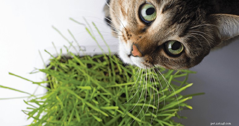 9 Proven Strategies to Enrich Your Cat’s Living Space