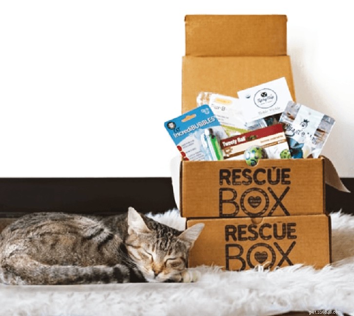 9 Proven Strategies to Enrich Your Cat’s Living Space