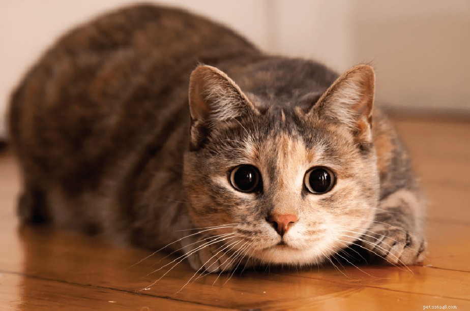 9 Proven Strategies to Enrich Your Cat’s Living Space