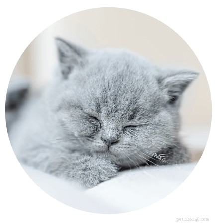 Discover the Strength of Your Bond With Your Cat – Take the Quiz