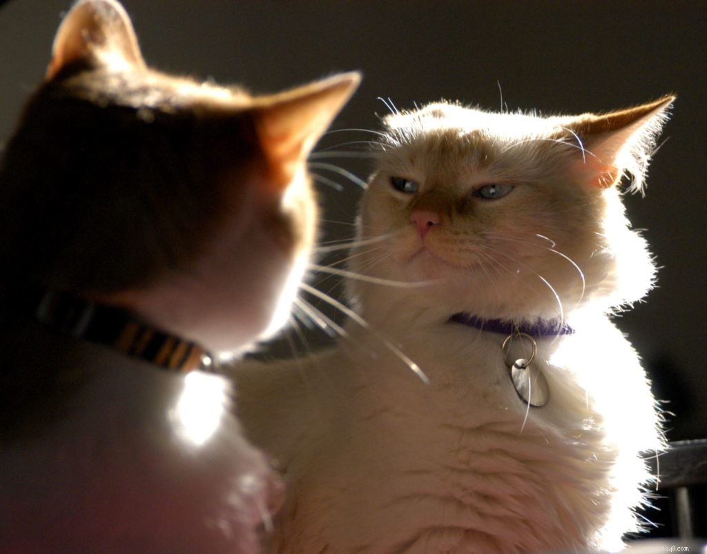 How to Resolve Cat Conflicts: A Practical Guide to Harmonious Household Pets
