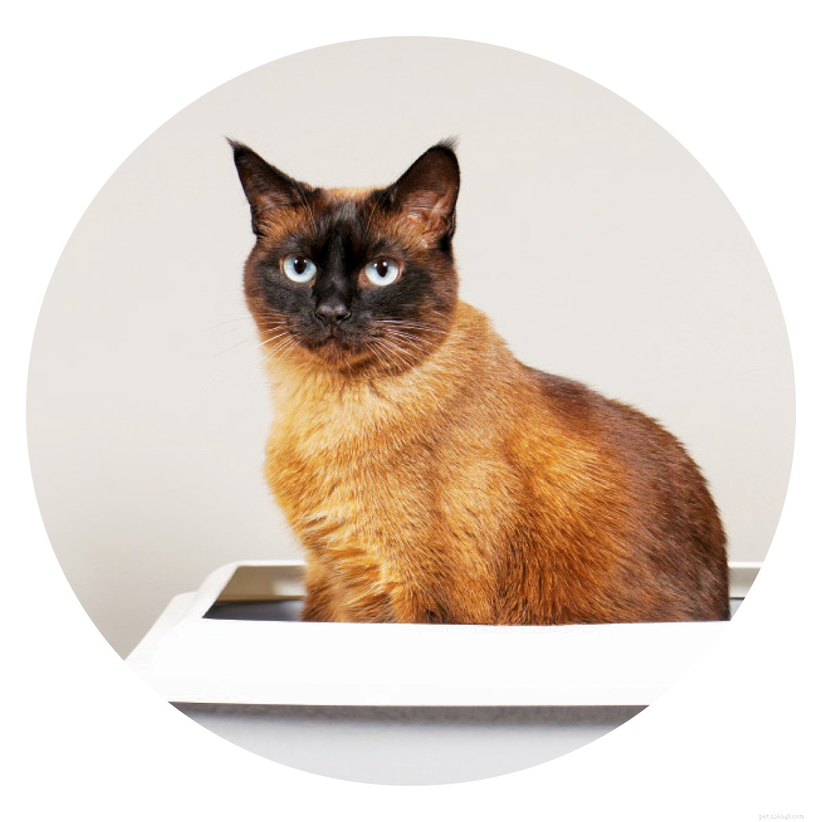 Understanding the Strong Odor of Cat Urine and How to Reduce It