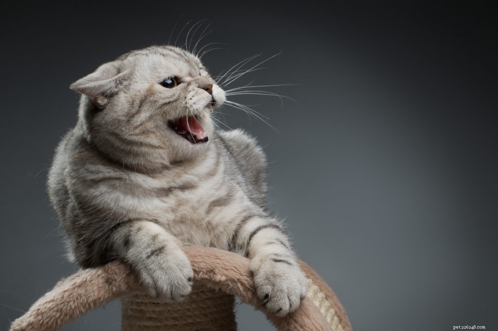 Why Does Your Cat Turn From Friendly to Irritable? Key Insights