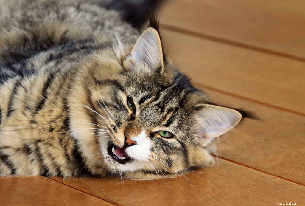 Why Does Your Cat Turn From Friendly to Irritable? Key Insights