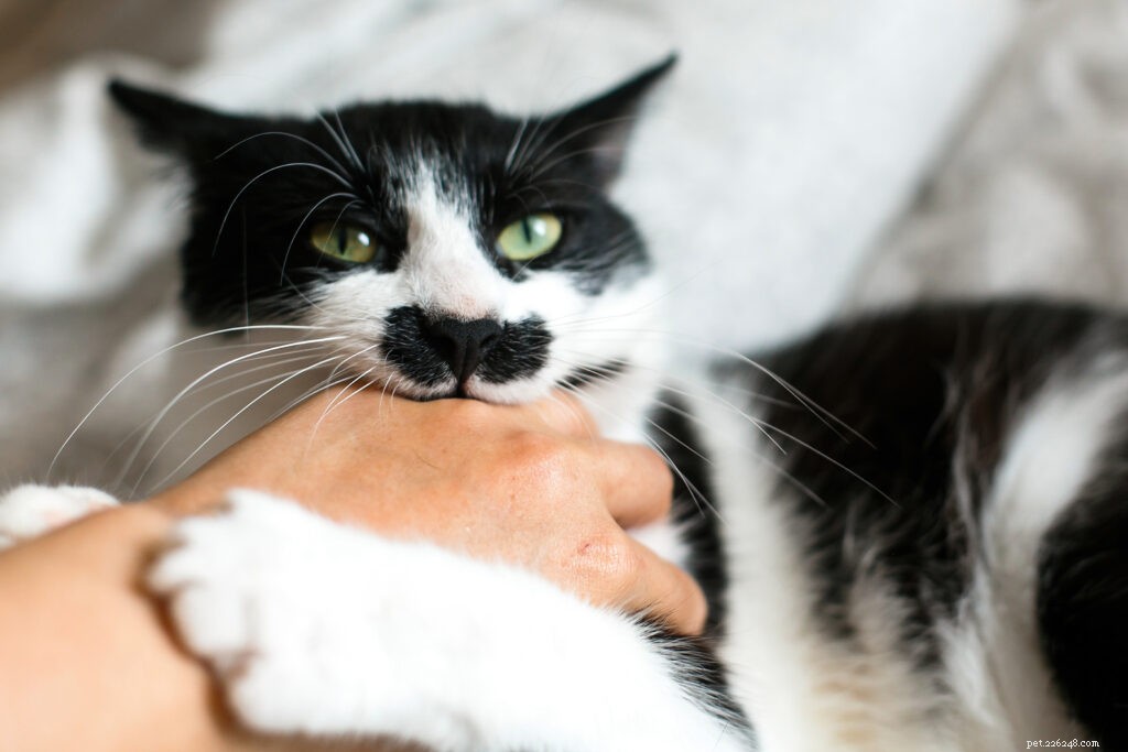 Stop Cat Biting: Proven Training & Quick Fixes for Gentle Pets