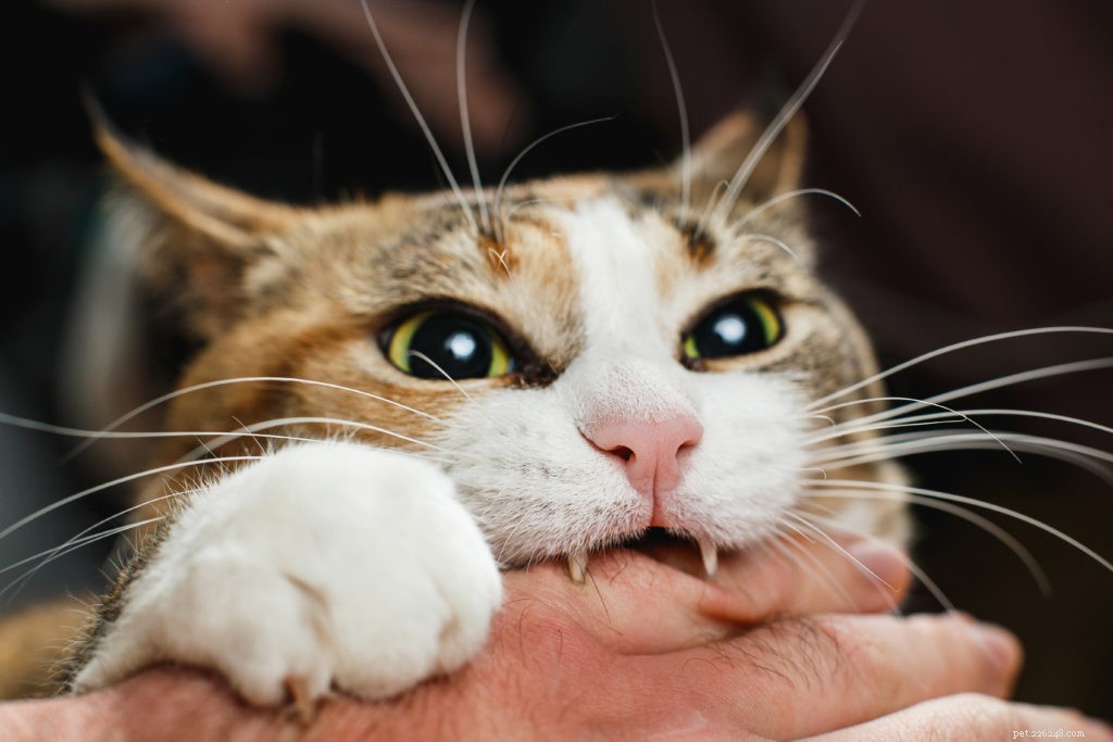 Stop Cat Biting: Proven Training & Quick Fixes for Gentle Pets