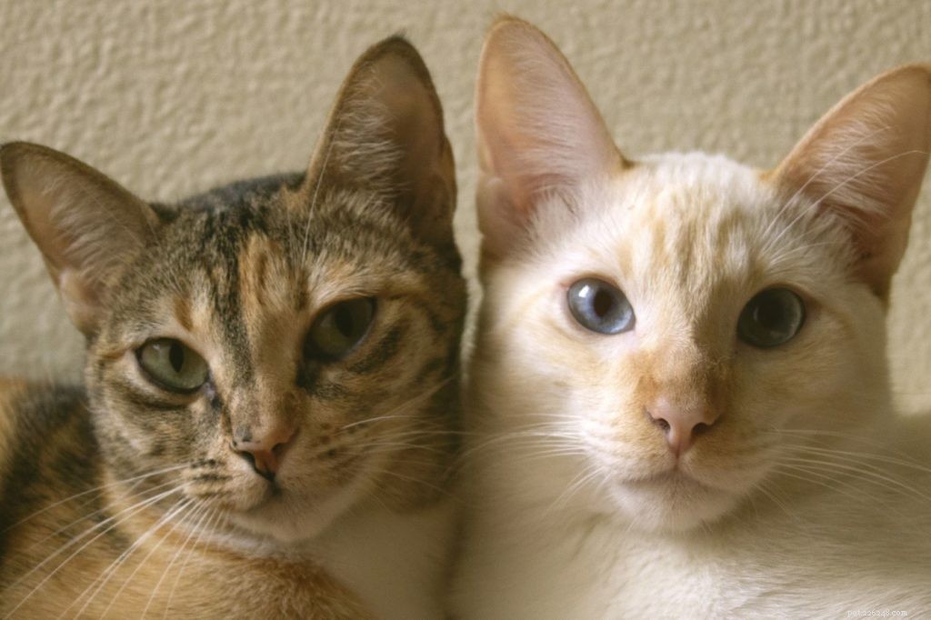Do Cats Experience Loneliness? Understanding Their Social Needs