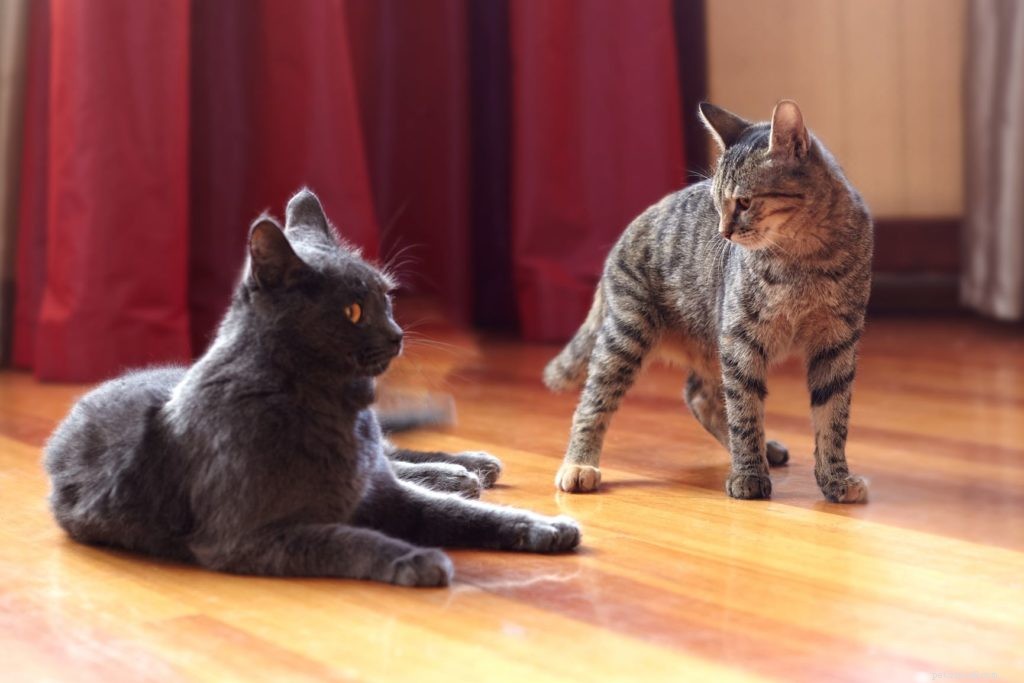 Do Cats Experience Loneliness? Understanding Their Social Needs