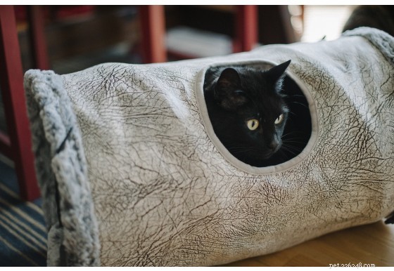 Why Every Cat Needs a Tunnel: A Must-Have for Their Wellbeing
