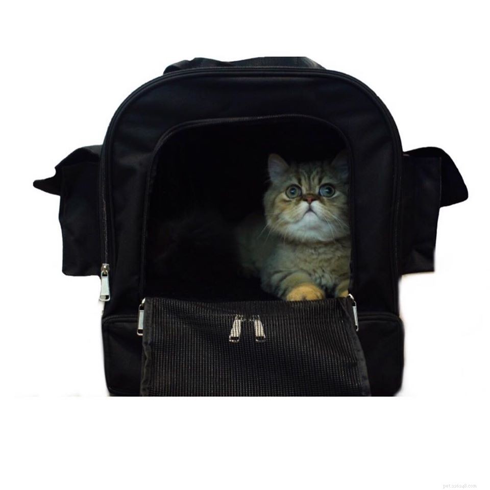 6 Expert Tips for Stress‑Free Cat Transport in a Carrier