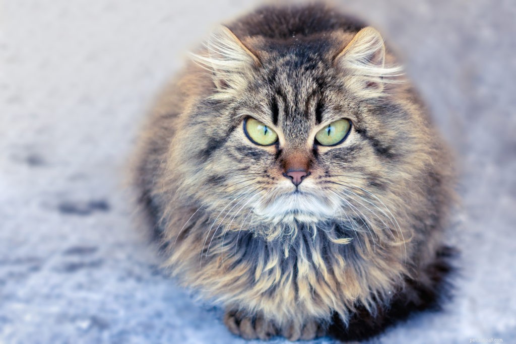 10 Cat-Disliked Behaviors You Should Cease to Keep Your Feline Happy