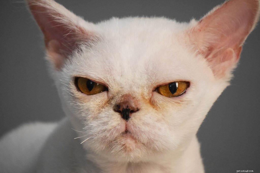 10 Cat-Disliked Behaviors You Should Cease to Keep Your Feline Happy