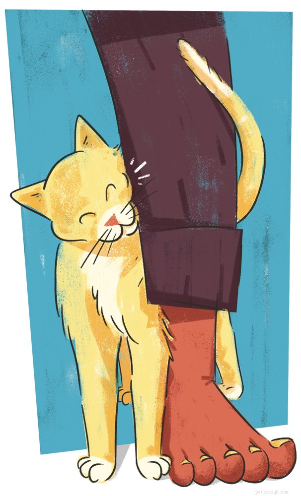 Understanding Unusual Cat Behaviours: What Your Feline s Actions Reveal