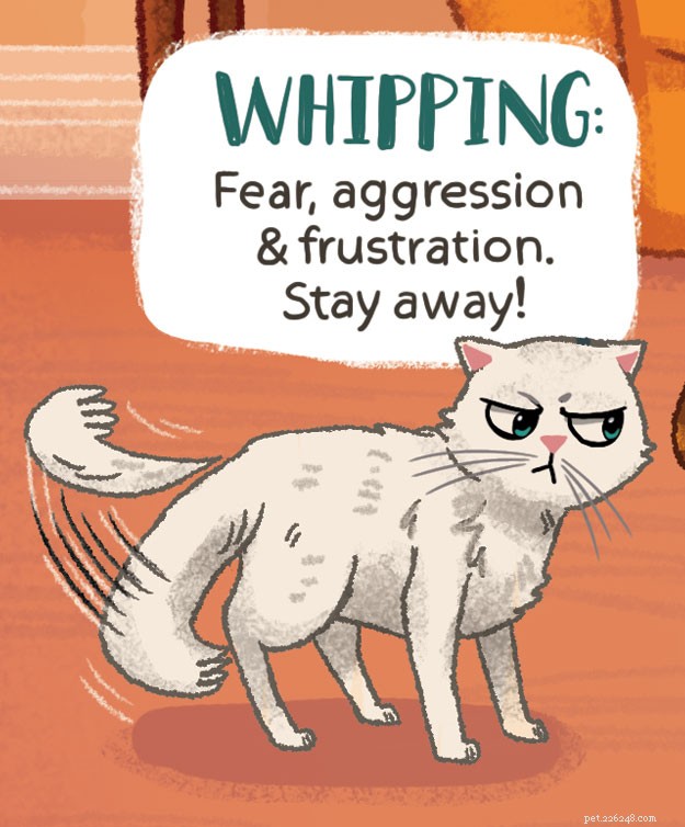 Decode Your Cat s Tail Language: What It Really Means