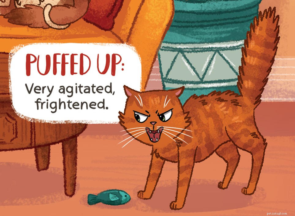Decode Your Cat s Tail Language: What It Really Means