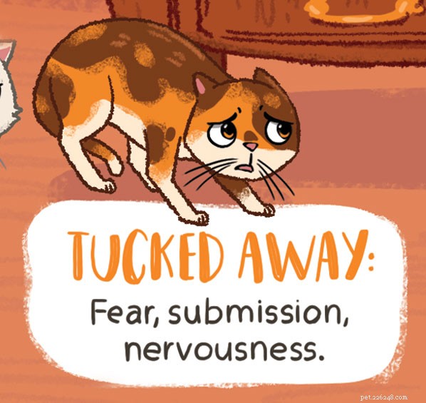 Decode Your Cat s Tail Language: What It Really Means