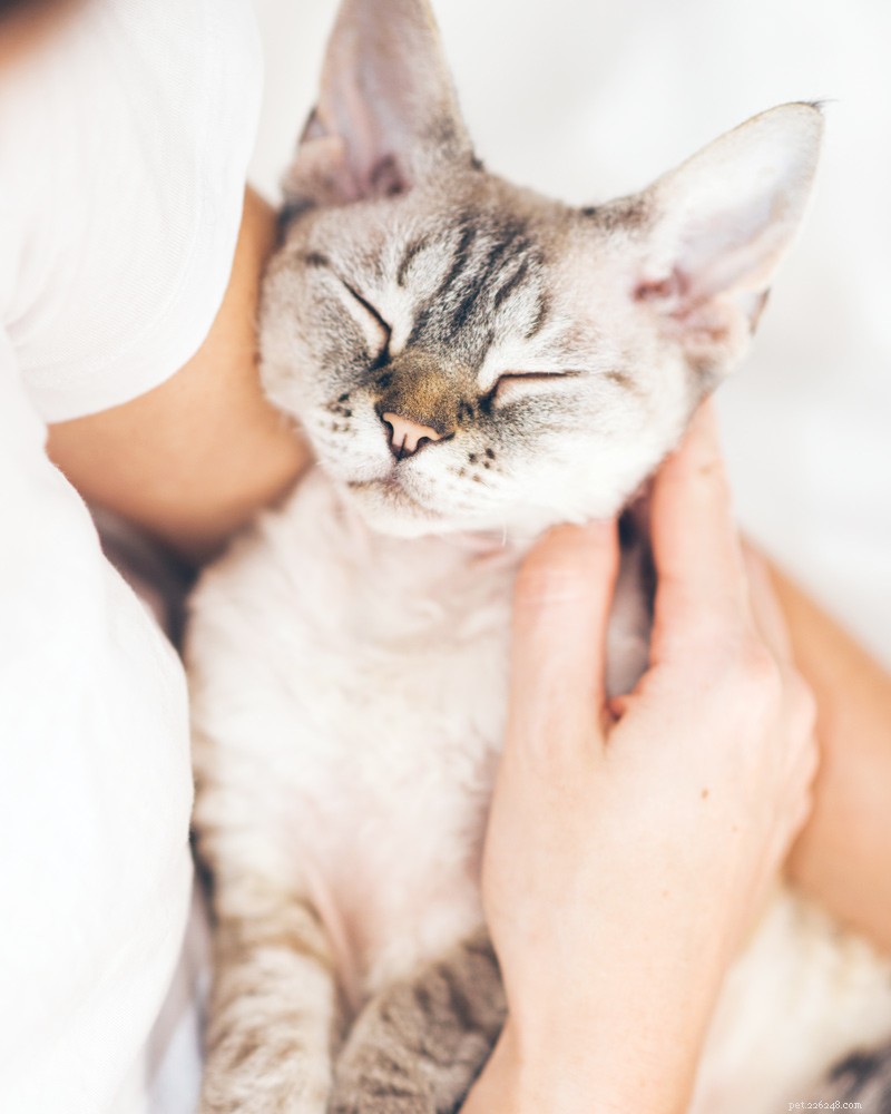 Unlock Your Inner Cat Whisperer: Mastering Feline Body Language