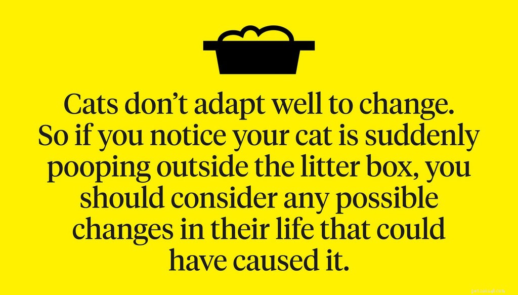 Stop Your Cat From Pooping Outside the Litter Box – Causes & Proven Solutions