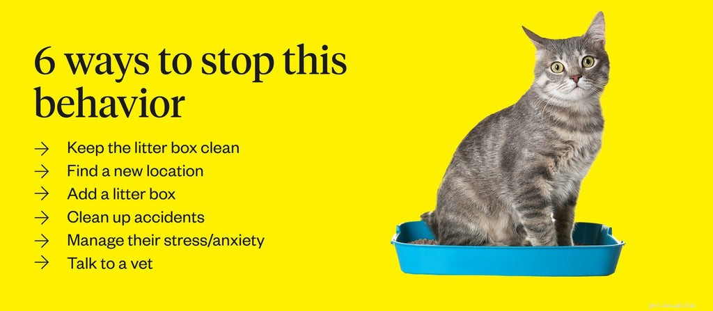 Stop Your Cat From Pooping Outside the Litter Box – Causes & Proven Solutions