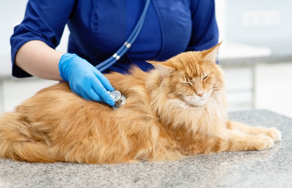 Understanding Cat Coughing: Causes, Symptoms & Quick Relief Tips
