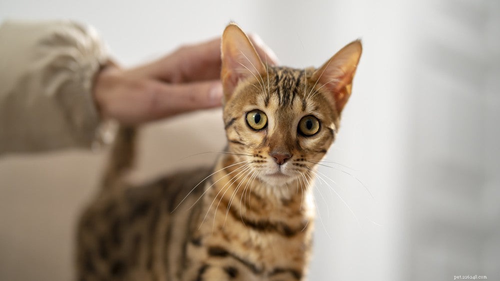 Bengal Cats: A Comprehensive Pet Profile – Traits, Care, and Lifestyle