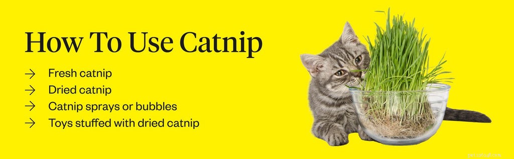 The Science Behind Catnip: How It Affects Your Cat s Behavior