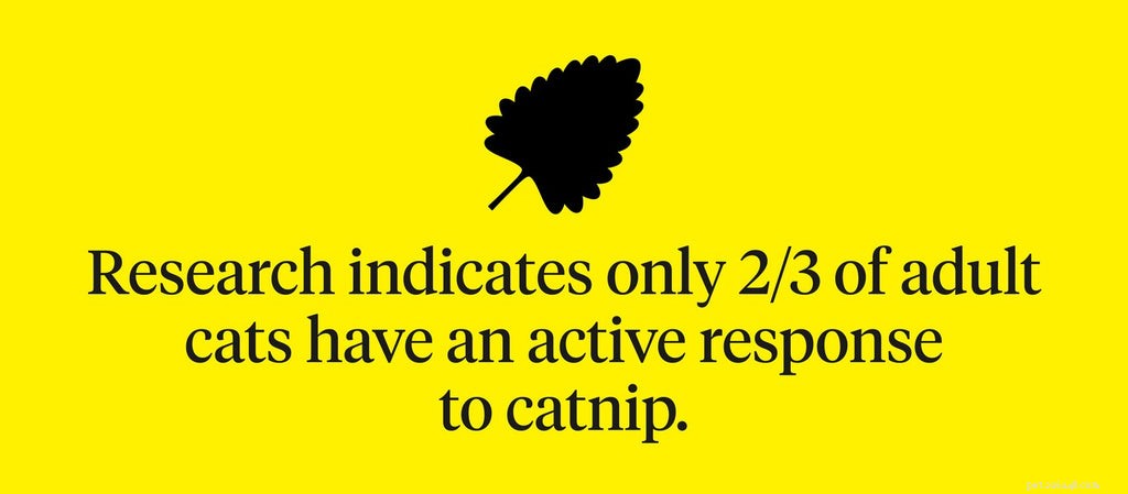 The Science Behind Catnip: How It Affects Your Cat s Behavior