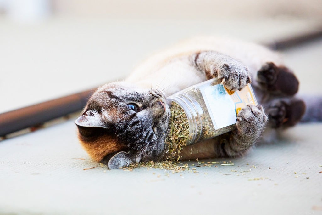 The Science Behind Catnip: How It Affects Your Cat s Behavior