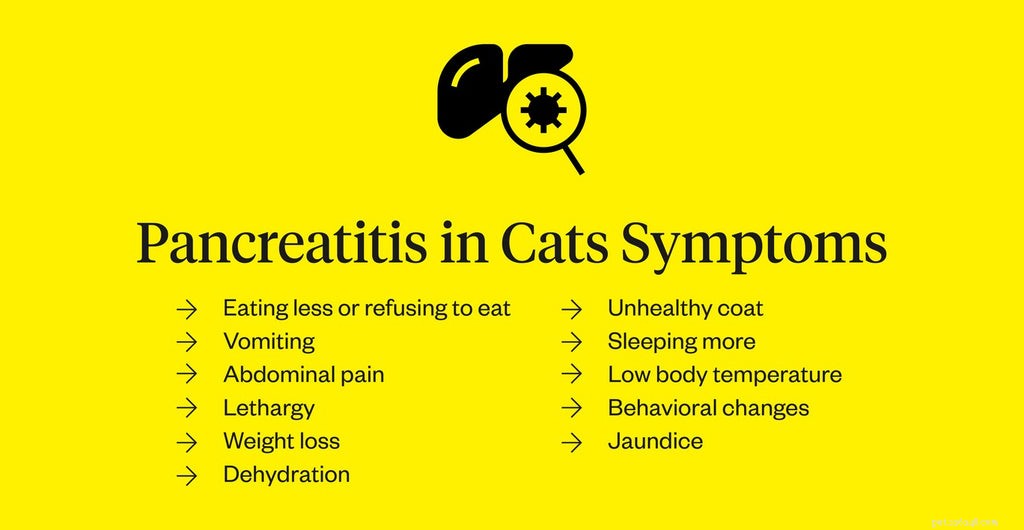 Understanding Pancreatitis in Cats: Symptoms, Diagnosis, and Treatment