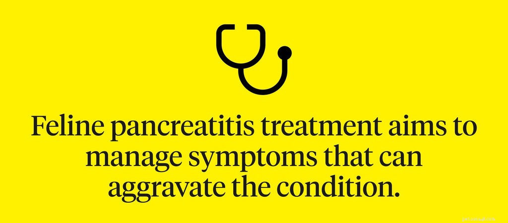 Understanding Pancreatitis in Cats: Symptoms, Diagnosis, and Treatment