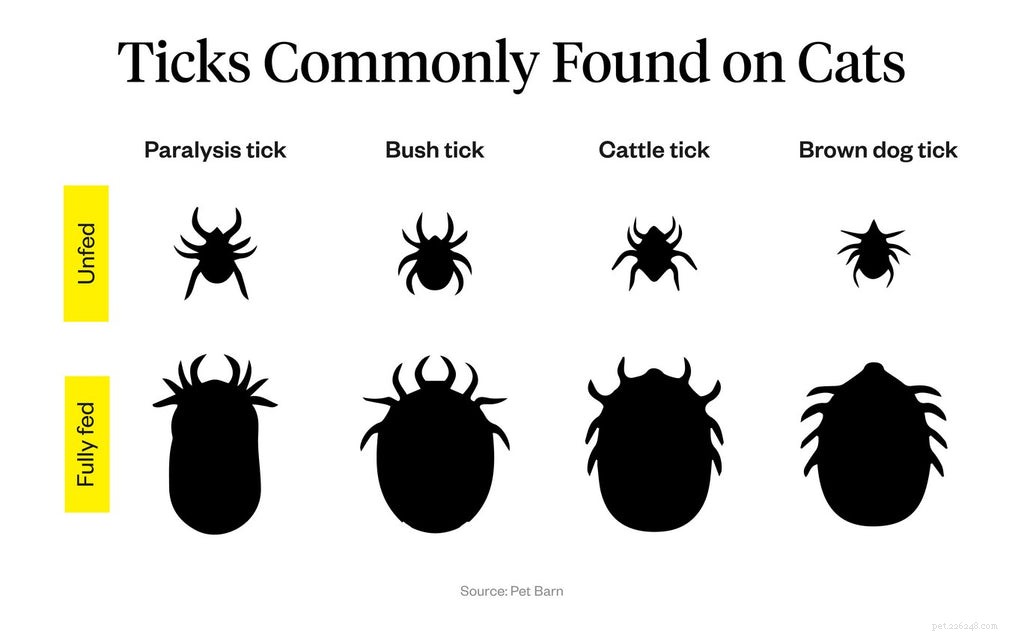 Detecting and Preventing Tick Infestations in Cats: A Vet-Approved Guide