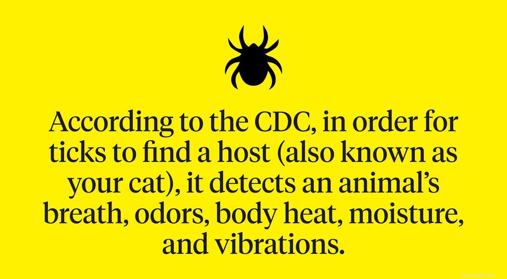 Detecting and Preventing Tick Infestations in Cats: A Vet-Approved Guide