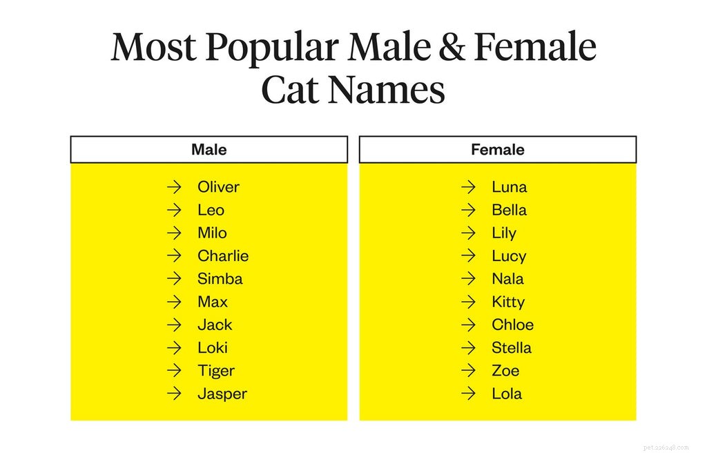 Choosing the Perfect Cat Name: A Guide to the Best Names for Your Feline Friend
