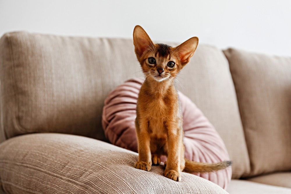 Choosing the Perfect Cat Name: A Guide to the Best Names for Your Feline Friend