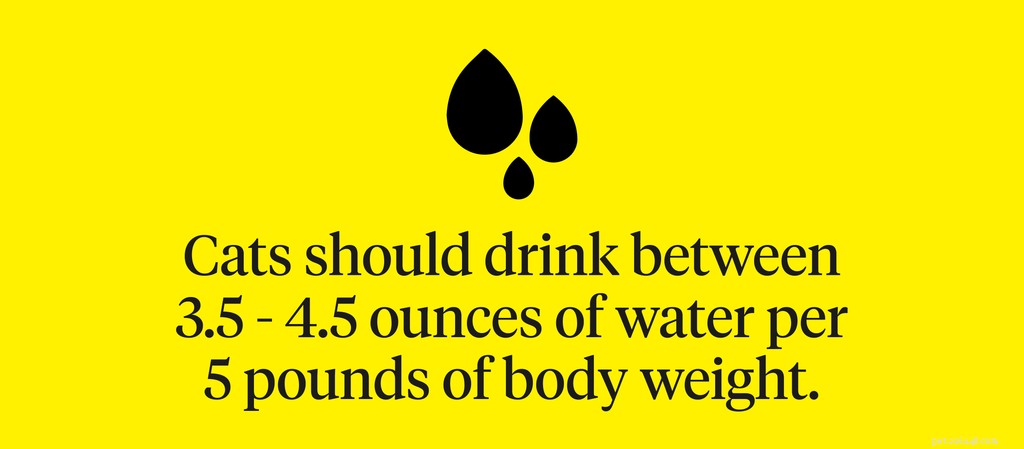 Why Your Cat Is Drinking Excess Water—and What It Means for Their Health
