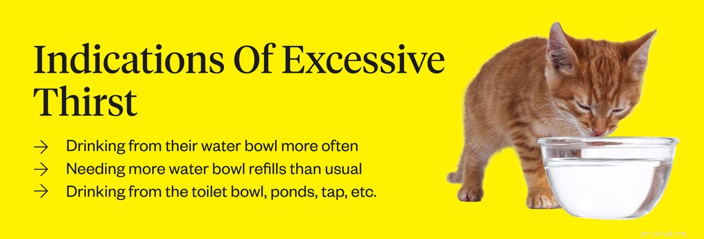Why Your Cat Is Drinking Excess Water—and What It Means for Their Health