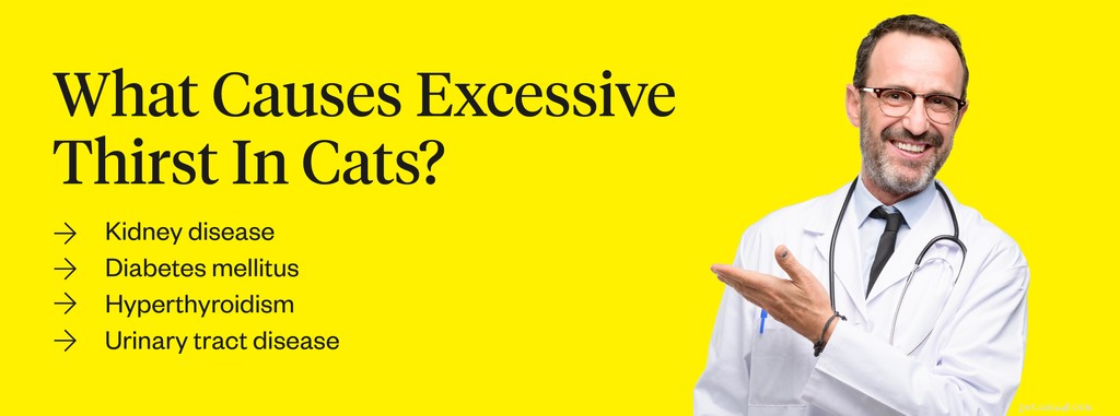 Why Your Cat Is Drinking Excess Water—and What It Means for Their Health