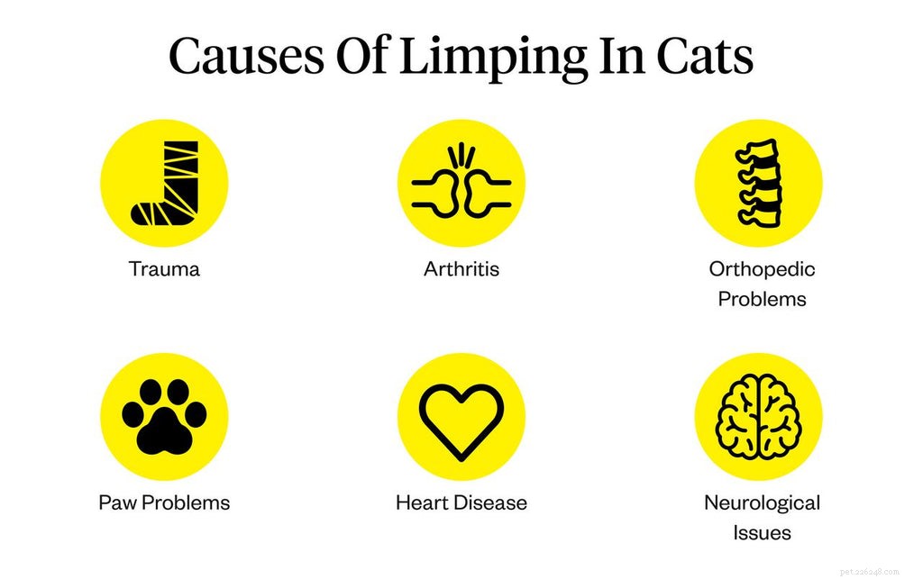 Understanding Cat Limping: Causes, Symptoms, and When to Call the Vet