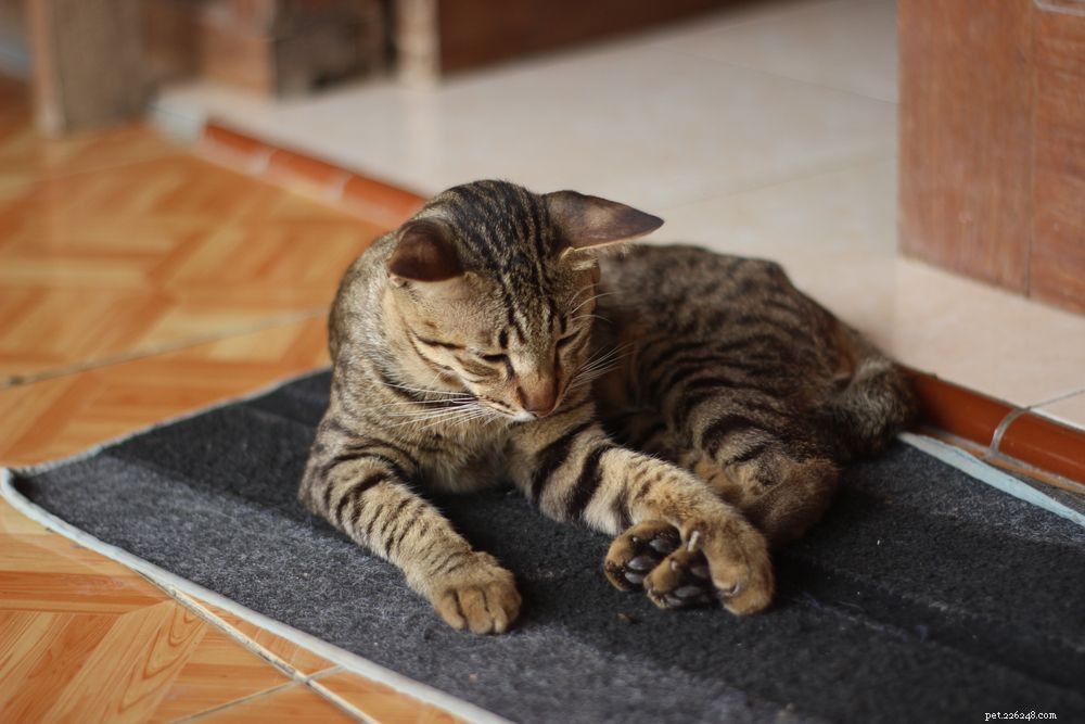 Understanding Cat Limping: Causes, Symptoms, and When to Call the Vet