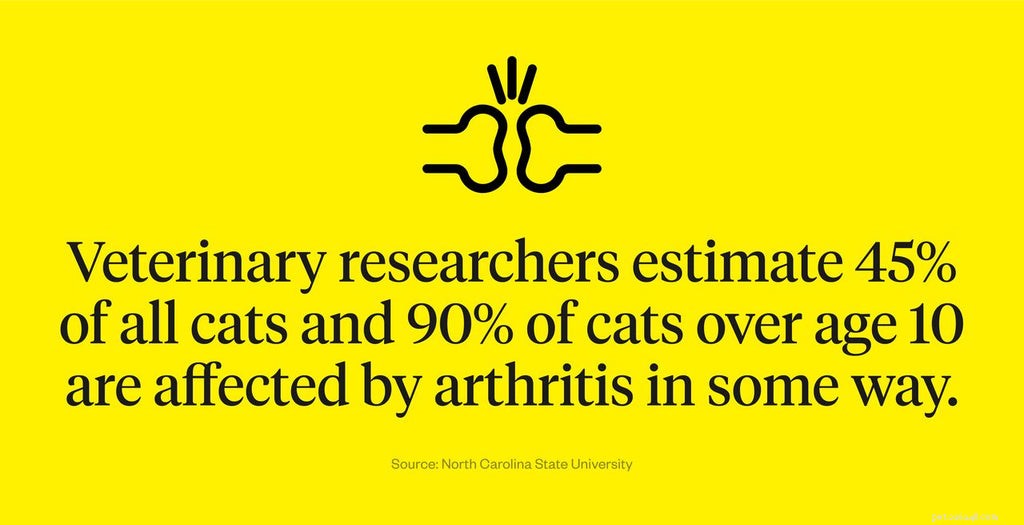 Understanding Cat Limping: Causes, Symptoms, and When to Call the Vet
