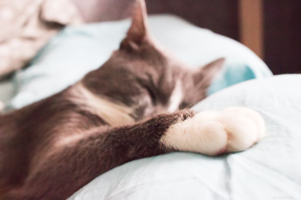 Understanding Cat Limping: Causes, Symptoms, and When to Call the Vet