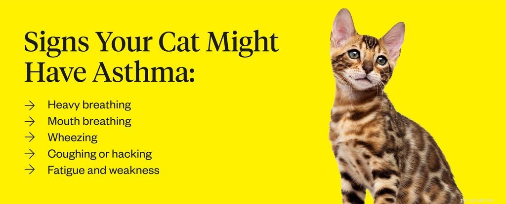 Cat Asthma 101: 5 Key Symptoms & Proven Treatment Options