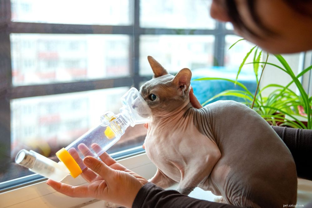 Cat Asthma 101: 5 Key Symptoms & Proven Treatment Options