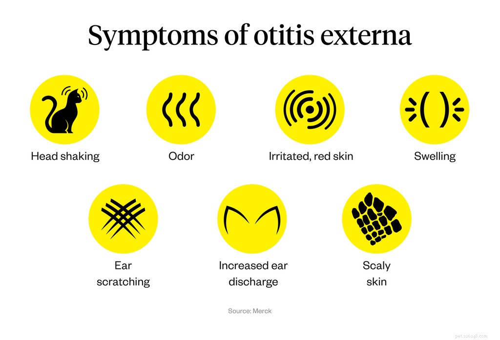Cat Ear Infections: Early Signs, Causes & Proven Treatments